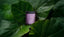 AYURVEDIK - Masque capillaire